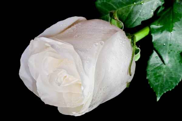 Bílá růže s kapičkami vody. — Stock fotografie