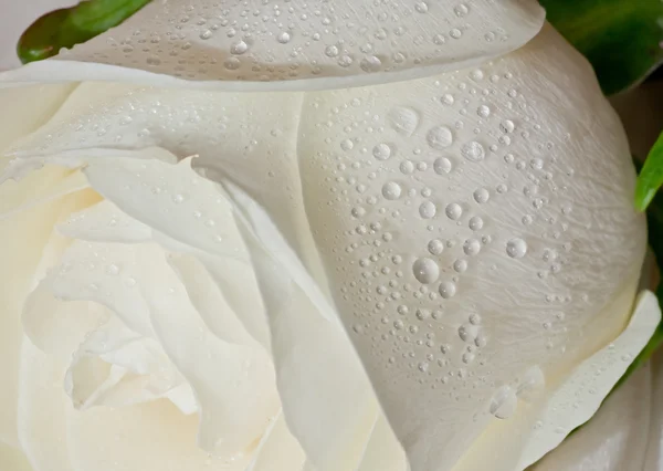 Bílá růže s kapičkami vody. — Stock fotografie
