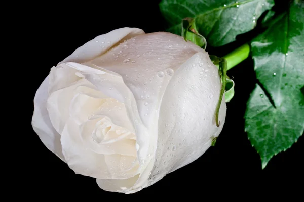 Biała Róża z kropelek wody. — Zdjęcie stockowe