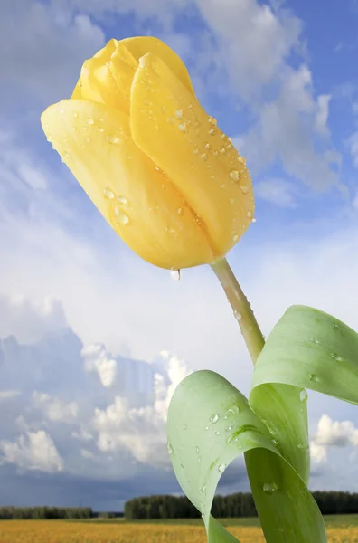 Yellow tulip against the sky. — Stock Photo, Image
