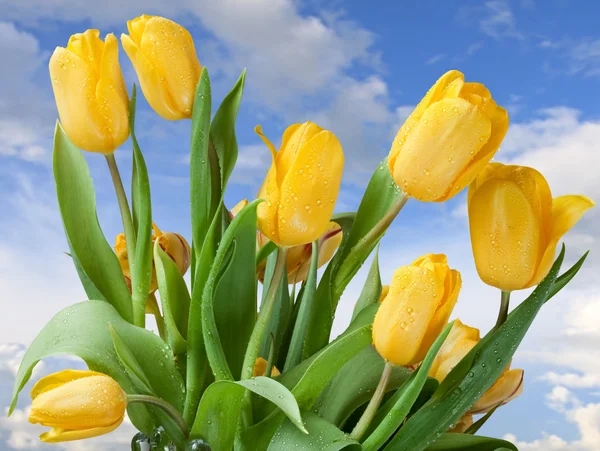 Bouquet of yellow tulips against the sky — Stock Photo, Image