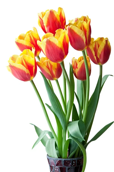 Červené a žluté tulipány. — Stock fotografie