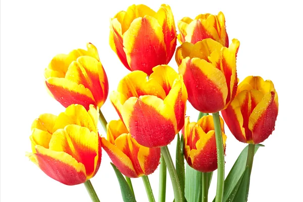 Červené a žluté tulipány. — Stock fotografie