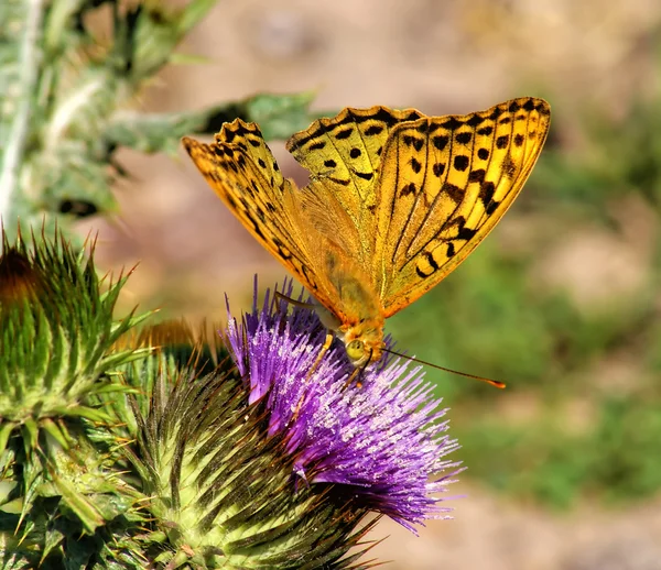 stock image Butterfly