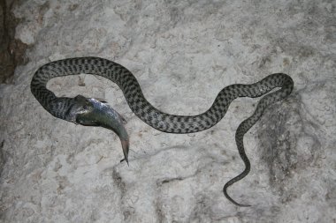 Snake clipart