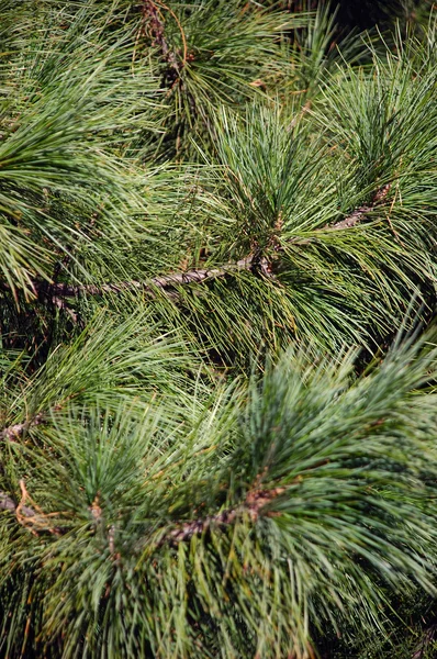 Pinetree tło — Zdjęcie stockowe