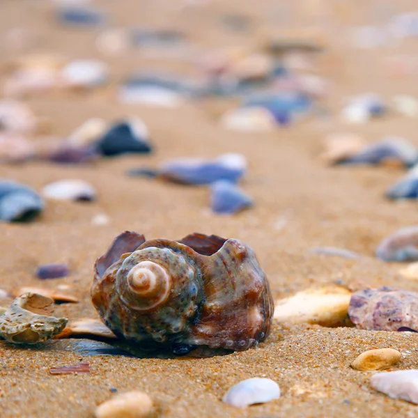 stock image Cockleshell sea