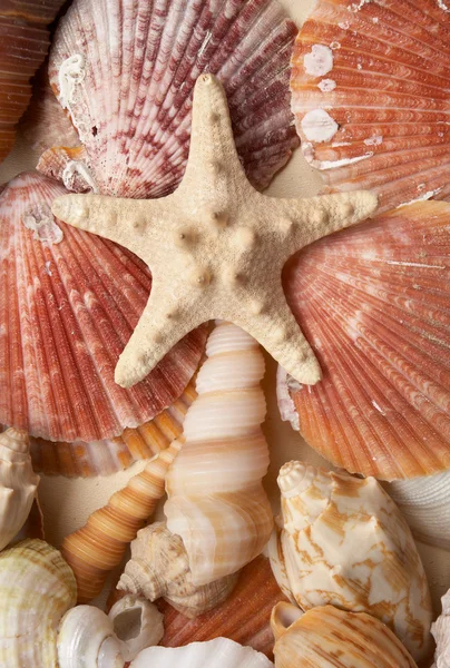 Cockleshells sea Royalty Free Stock Images
