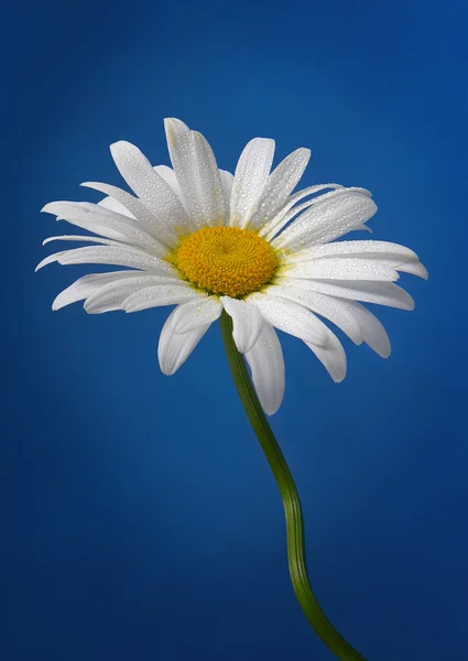 White daisy on blue background — Stock Photo, Image