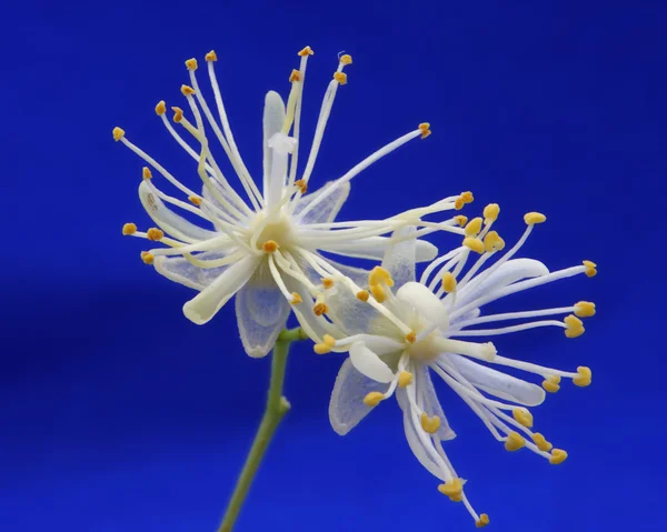 リンデン ツリーの花 — ストック写真