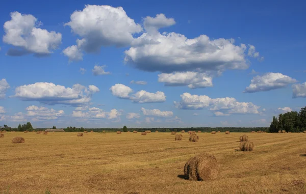 stock image Summer landscape