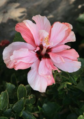 Hibiscus flower clipart