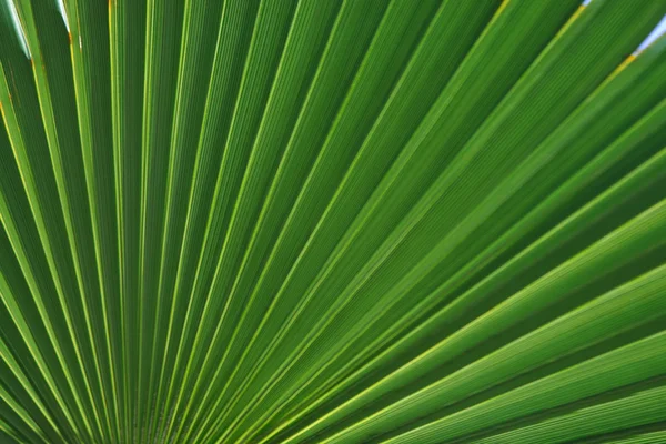 stock image Palm leaf