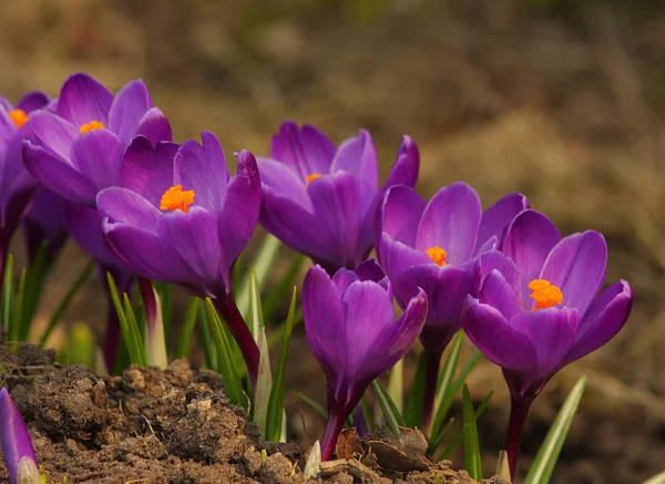 Пурпурні та сині квіти — стокове фото