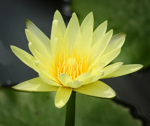 stock image Water lily