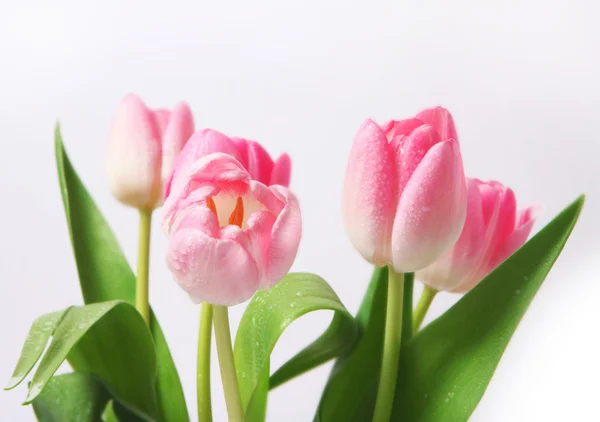 Λουλούδια ροζ τουλίπα — Φωτογραφία Αρχείου