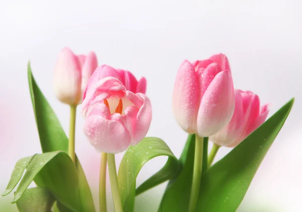 Рожеві тюльпани квіти — стокове фото