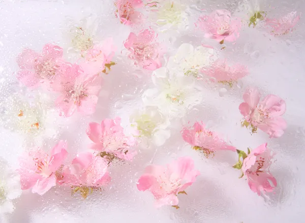 Schöne Blume Hintergrund — Stockfoto