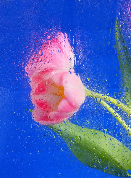 Krásné růžové tulipány — Stock fotografie
