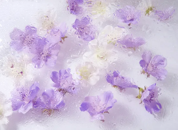 아름 다운 꽃 배경 — 스톡 사진