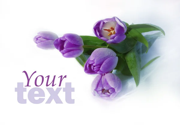 Purple tulip bouquet — Stock Photo, Image