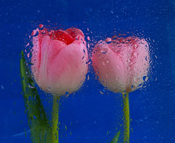 Όμορφο ροζ τουλίπες — Φωτογραφία Αρχείου