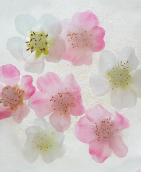 Květiny v ledu — Stock fotografie