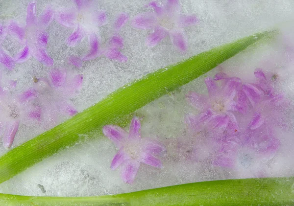 Λουλούδια σε πάγο — Φωτογραφία Αρχείου