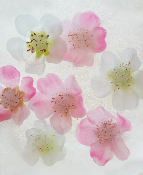Λουλούδια σε πάγο Εικόνα Αρχείου