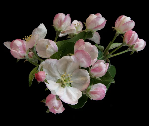 Красивые цветы яблони — стоковое фото