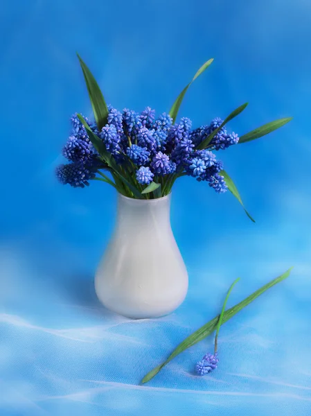 Красивими блакитними квітами — стокове фото