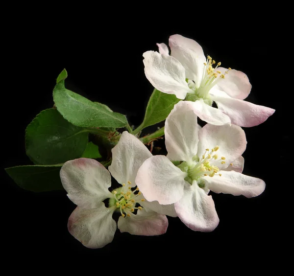 Apple квіти — стокове фото