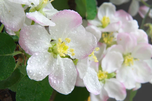 Цветы яблони — стоковое фото