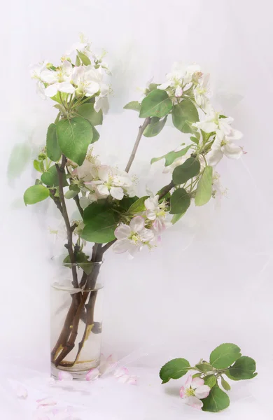 Jabloně květiny — Stock fotografie