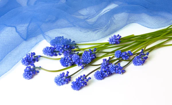 Синя квітка фону — стокове фото