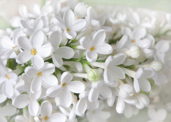 Liliac квіти — стокове фото