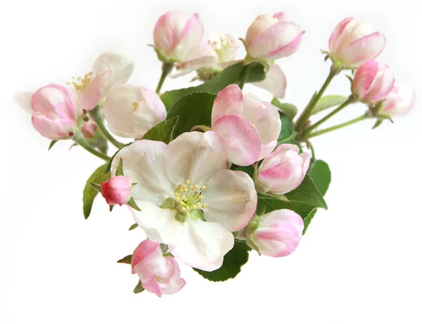 Gyönyörű almafa virágok Stock Fotó
