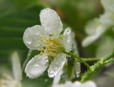 White bird cherry flower