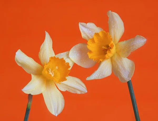 黄色的花朵上橙色背景 — 图库照片
