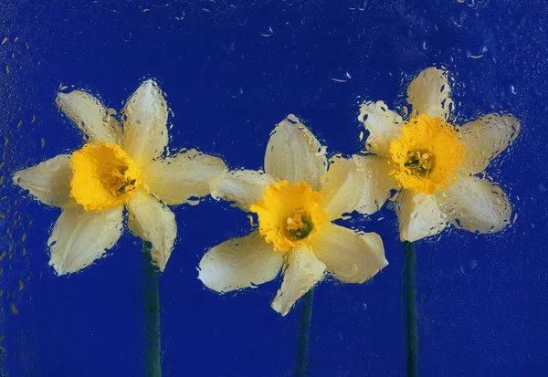 Yellow narcissus on blue background — Stock Photo, Image