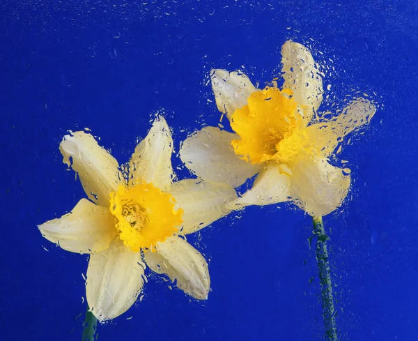 Yellow narcissus on blue background — Stock Photo, Image