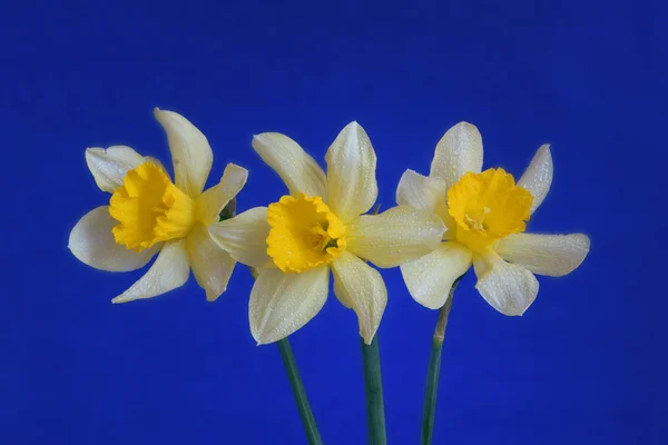 Narciso amarelo no fundo azul — Fotografia de Stock