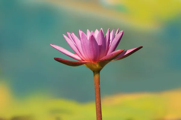 Lírio de água rosa bonita — Fotografia de Stock