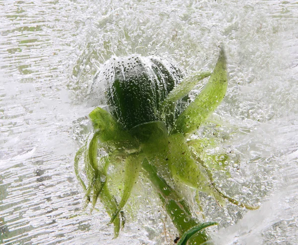 Flower in ice — Stock Photo, Image