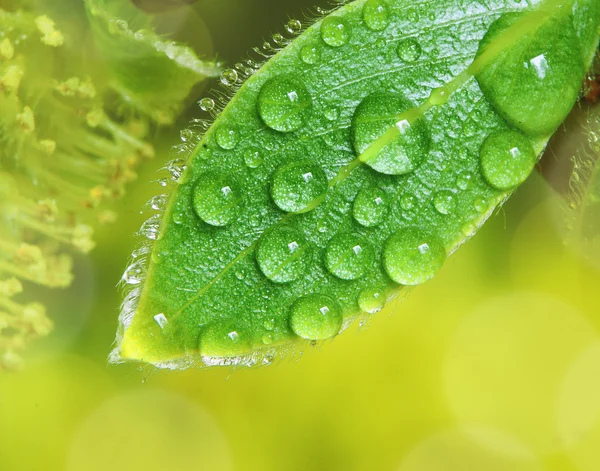 Wet leaf close up — Stock Photo, Image