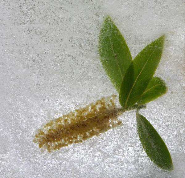 stock image Catkin and leaves in ice