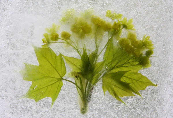 Marple bouquet in ice — Zdjęcie stockowe