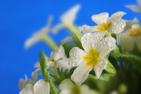 Białe kwiaty na niebieskim tle — Zdjęcie stockowe