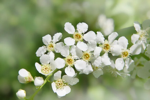 Czeremcha drzewo wiosennych kwiatów — Zdjęcie stockowe