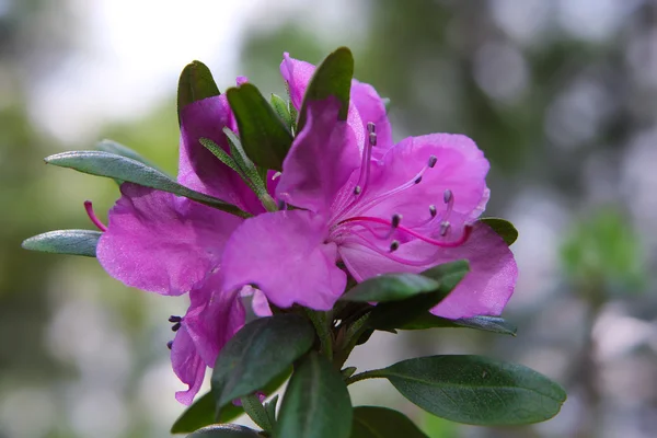 Pink spring flower — Stock Photo, Image